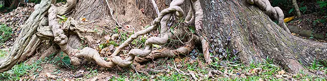 Lichaamsgerichte traumatherapie in Rosmalen