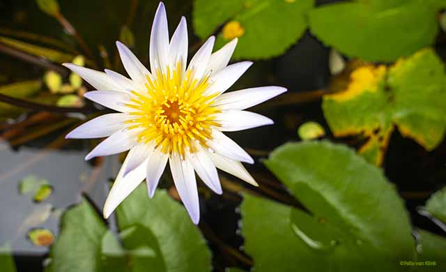 Lotus white Chiang Mai