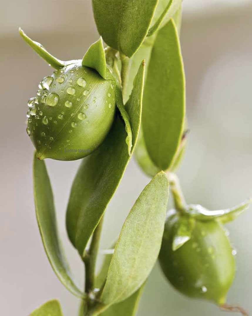 Jojoba